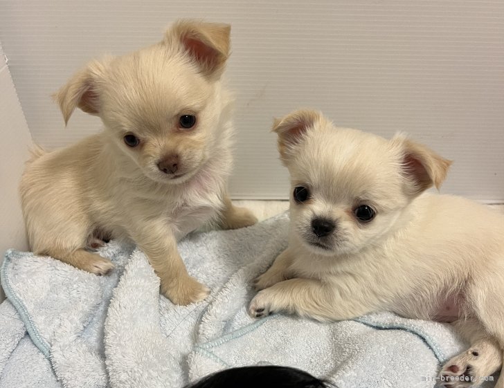 のんびり仲良しさん❤️可愛いbabyたくさん｜脇山　美香(わきやま　みか)ブリーダー(福岡県・チワワ(ロング)など・JKC登録)の紹介写真4