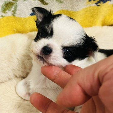 チワワ(ロング)【福岡県・男の子・2024年12月15日・パーティ】の写真「牛柄❤️可愛いぼくちゃん」