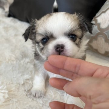 チワワ(ロング)【福岡県・男の子・2024年11月19日・フォーン&ホワイト】の写真「まんまる可愛いぼくちゃん❤️」