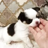チワワ(ロング)