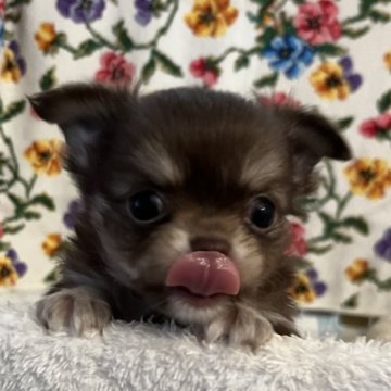 チワワ(ロング)【福岡県・男の子・2024年7月22日・チョコタン】の写真「優しいお顔のプリンス❤️」