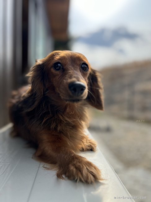 佐田　真美(さだ　まみ)ブリーダー(奈良県・柴犬など・JKC/KC登録)の紹介写真2