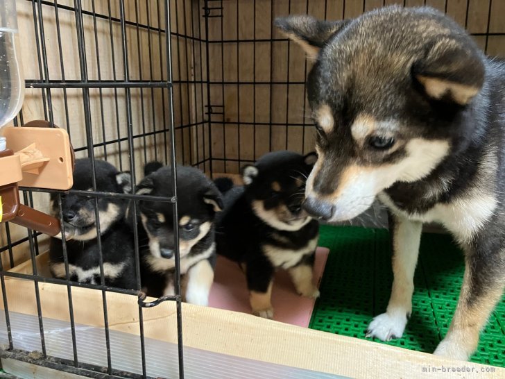 佐田　真美(さだ　まみ)ブリーダー(奈良県・柴犬など・JKC/KC登録)の紹介写真4