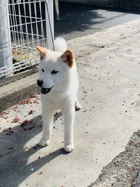 藤澤　光昭(ふじさわ　みつあき)ブリーダー(香川県・柴犬・日本犬保存会登録)の紹介写真7