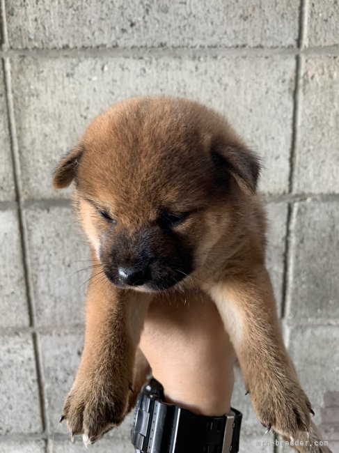 藤澤　光昭(ふじさわ　みつあき)ブリーダー(香川県・柴犬・日本犬保存会登録)の紹介写真9