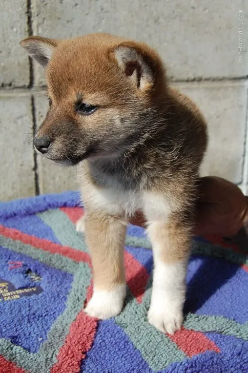 ペケ 様のお迎えした子犬