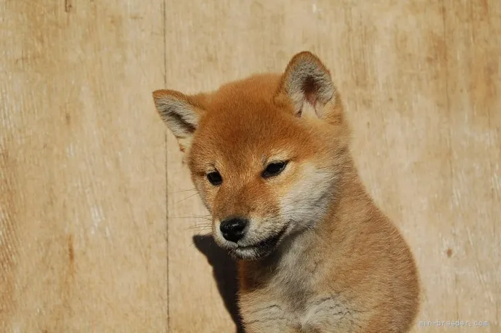 コロ 様のお迎えした子犬