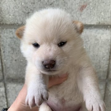 柴犬(標準サイズ)【香川県・女の子・2024年9月30日・白毛】の写真「めちゃくちゃかわいい白柴の女の子」