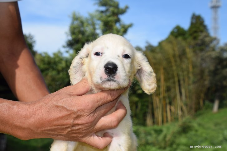 イングリッシュセッター 千葉県 男の子 年8月11日 ブルーベルトン 骨格のしっかりしたフィールド系の犬 です みんなのブリーダー 子犬id 09