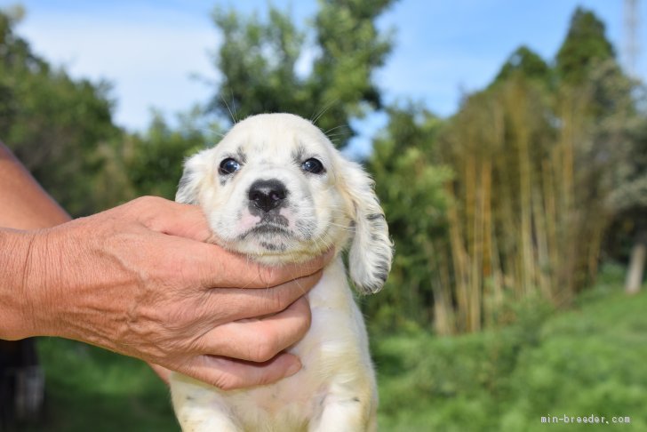 イングリッシュセッター 千葉県 女の子 年8月11日 ブルーベルトン 骨格のしっかりしたフィールド系の犬 です みんなのブリーダー 子犬id 09