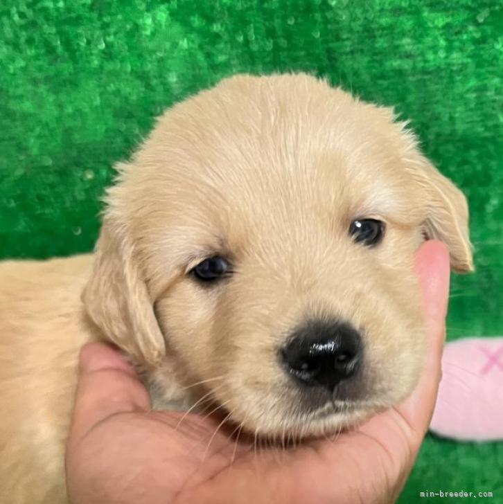 ゴールデンレトリバー 福岡県 女の子 22年6月16日 ゴールデン むちむち可愛い みんなのブリーダー 子犬id 27