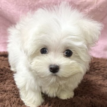 マルチーズ【福岡県・女の子・2024年7月20日・ホワイト】の写真「ふわふわ可愛い💕💕」