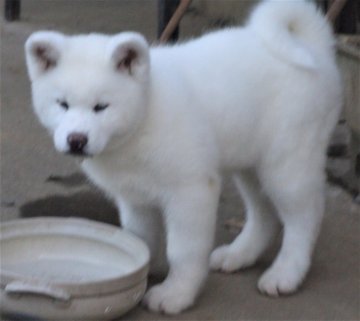 秋田犬【茨城県・男の子・2019年12月27日・白毛】の写真「とても元気な純白の男の子です」