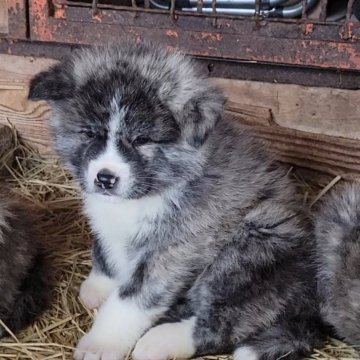 秋田犬【宮城県・男の子・2024年12月26日・虎】の写真「可愛いです」