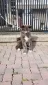 秋田犬【宮城県・女の子・2024年11月17日・虎】の写真6