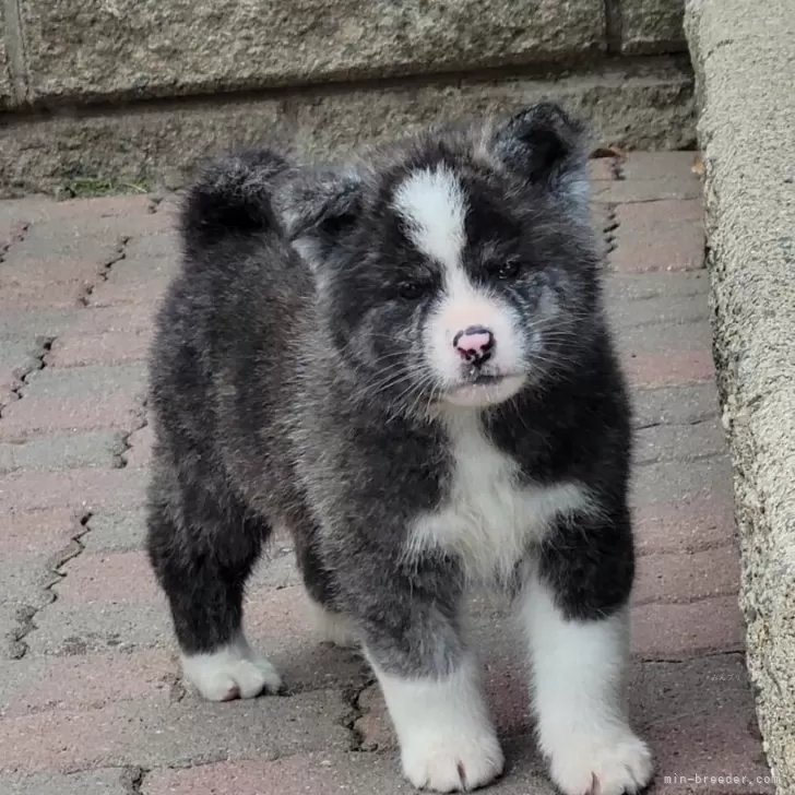 アマッちょ 様のお迎えした子犬