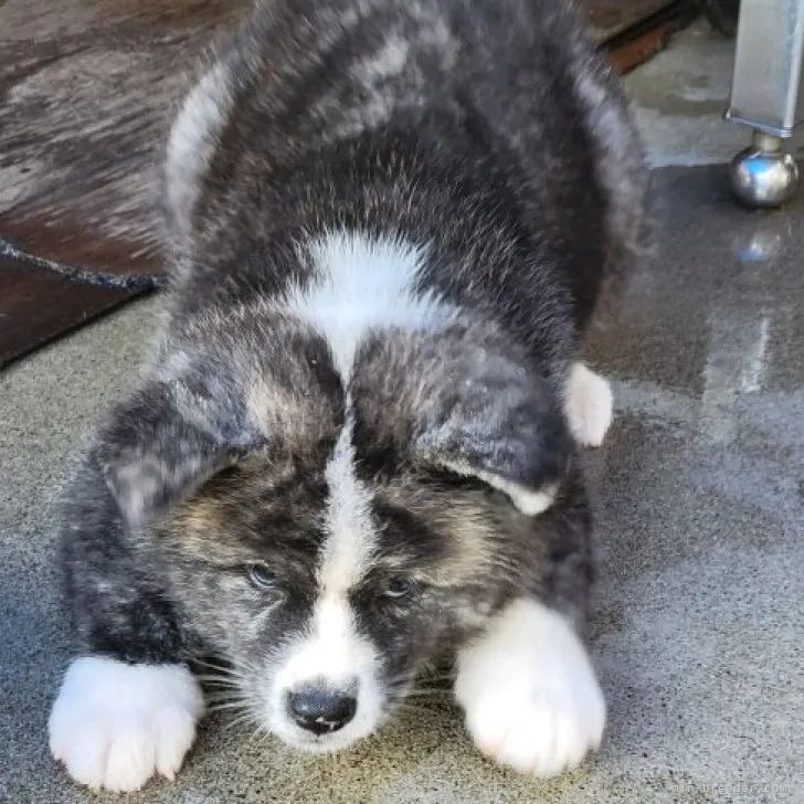 obaty 様のお迎えした子犬