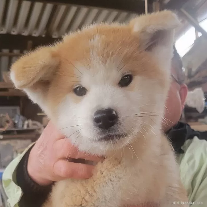 秋田犬【宮城県・男の子・2023年11月30日・赤】の写真1