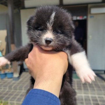 秋田犬【宮城県・女の子・2023年3月9日・虎】の写真「可愛い虎牝」