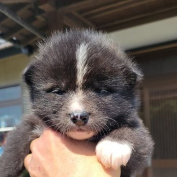 秋田犬【宮城県・女の子・2023年3月9日・虎】の写真「可愛い虎牝」