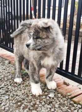 秋田犬【宮城県・男の子・2019年12月6日・虎】の写真「美男子です ワクチン接種済です！」