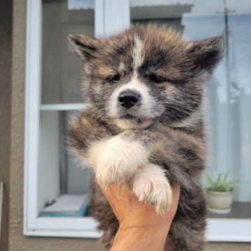 秋田犬【宮城県・男の子・2023年8月14日・虎】の写真「可愛い虎」