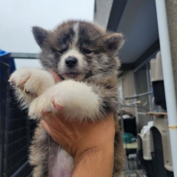 秋田犬【宮城県・男の子・2023年8月4日・虎】の写真「可愛いです」