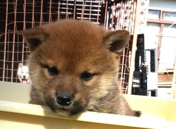 柴犬(標準サイズ)【宮城県・男の子・2020年9月18日・赤】の写真「可愛いいですよ！」