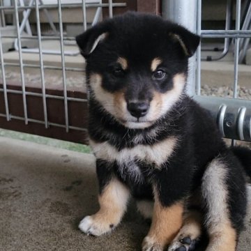 柴犬(標準サイズ)【宮城県・女の子・2024年6月27日・黒】の写真「可愛らしい子犬です、！」