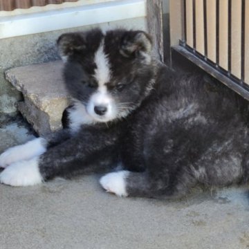 秋田犬【宮城県・女の子・2023年4月13日・虎】の写真「可愛い虎牝」