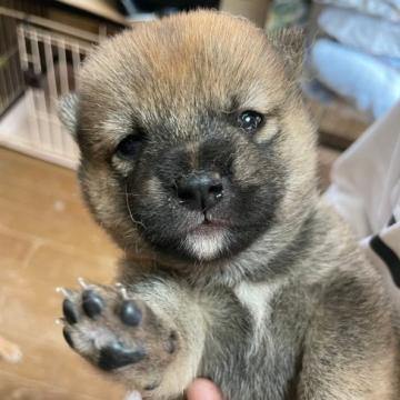 柴犬(豆柴)【宮城県・女の子・2022年8月11日・赤】の写真「可愛いです」