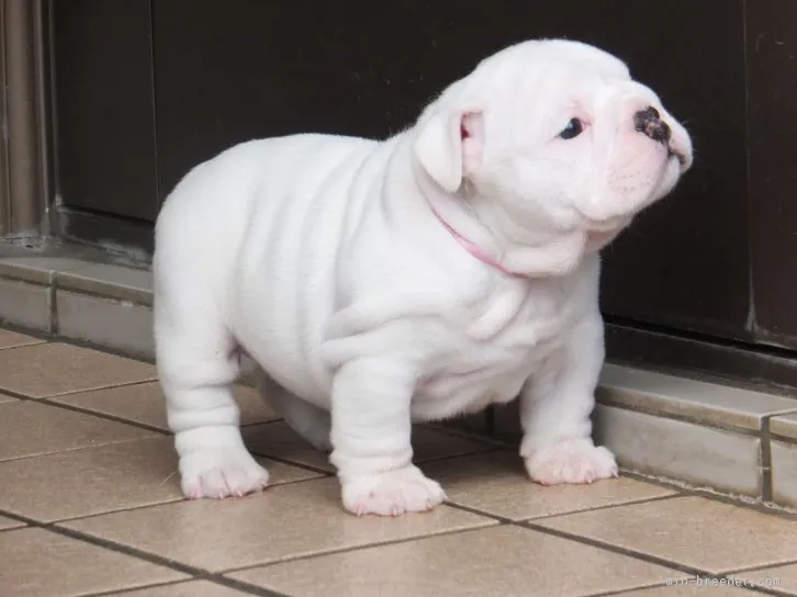 るみちゃす 様のお迎えした子犬