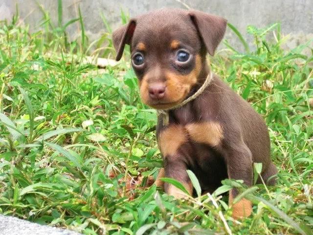 黒川 様のお迎えした子犬