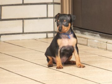 ミニチュアピンシャー【沖縄県・男の子・2015年2月24日・ブラックタン】の写真「小振りの子」