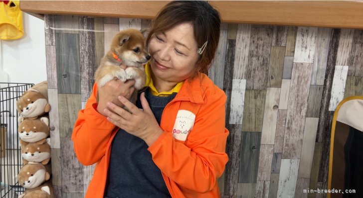 オーナーの中畑芳恵です①｜中畑　芳恵(なかはた　よしえ)ブリーダー(鹿児島県・柴犬など・日本社会福祉愛犬協会登録)の紹介写真10