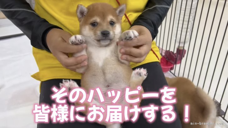 中畑　芳恵(なかはた　よしえ)ブリーダー(鹿児島県・柴犬など・日本社会福祉愛犬協会登録)の紹介写真5