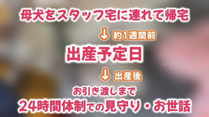 〜出産から育児の流れ〜｜中畑　芳恵(なかはた　よしえ)ブリーダー(鹿児島県・柴犬など・日本社会福祉愛犬協会登録)の紹介写真7