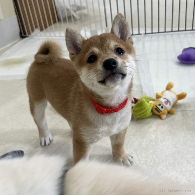 中畑芳恵ブリーダーのブログ：🌈人懐っこすぎる赤ちゃんたち🐶