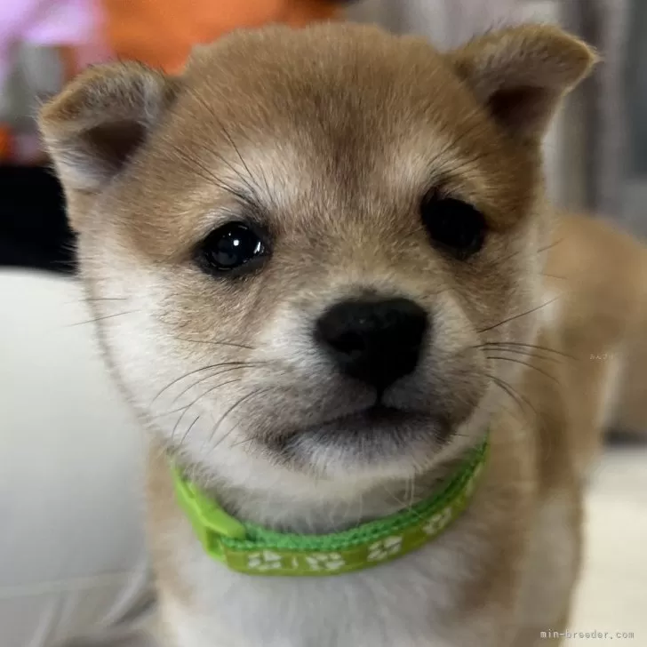 クマ 様のお迎えした子犬