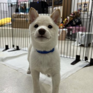 柴犬(豆柴)【鹿児島県・男の子・2024年10月22日・白】の写真「1/4更新＊可愛らしいお顔つきです＊ユキ三男」