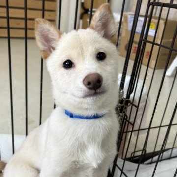 柴犬(豆柴)【鹿児島県・男の子・2024年10月22日・白】の写真「＊ユキ三男＊」