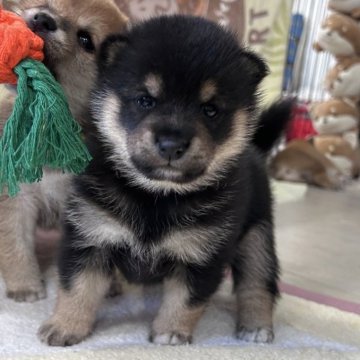 柴犬(豆柴)【鹿児島県・男の子・2024年10月12日・黒】の写真「＊ユリ次男＊」