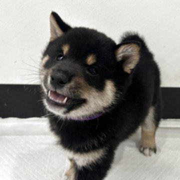 柴犬(豆柴)【鹿児島県・男の子・2025年3月8日・黒】の写真「両親3世代豆柴✨人懐っこいイケメンくんです🌈」