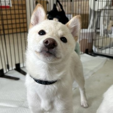 柴犬(豆柴)【鹿児島県・男の子・2024年10月22日・白】の写真「＊ユキ三男＊」