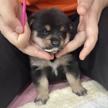 柴犬(豆柴)【鹿児島県・男の子・2024年10月12日・黒】の写真「＊ユリ長男＊」