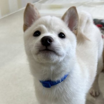 柴犬(豆柴)【鹿児島県・男の子・2024年10月22日・白】の写真「1/4更新＊小さくて可愛いです＊ユキ三男」