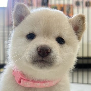 柴犬(豆柴)【鹿児島県・女の子・2024年10月22日・白】の写真「11/27更新＊タレ目がチャームポイント＊ユキ長女」