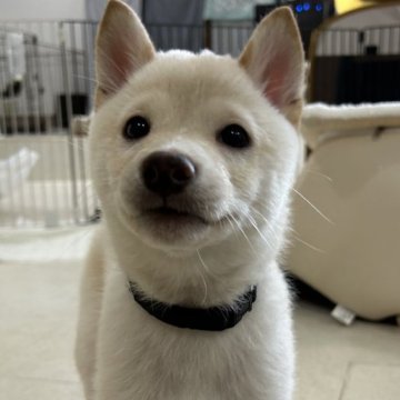 柴犬(豆柴)【鹿児島県・男の子・2024年10月22日・白】の写真「1/4更新＊イケメンです！＊ユキ次男」