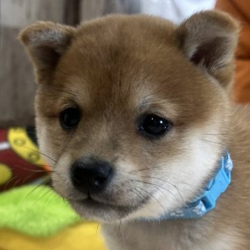 柴犬(豆柴)【鹿児島県・女の子・2024年11月10日・赤】の写真「12/19更新＊カナデ長女」