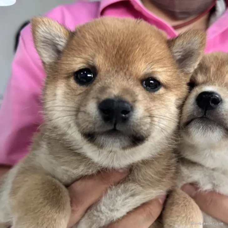 朔 様のお迎えした子犬